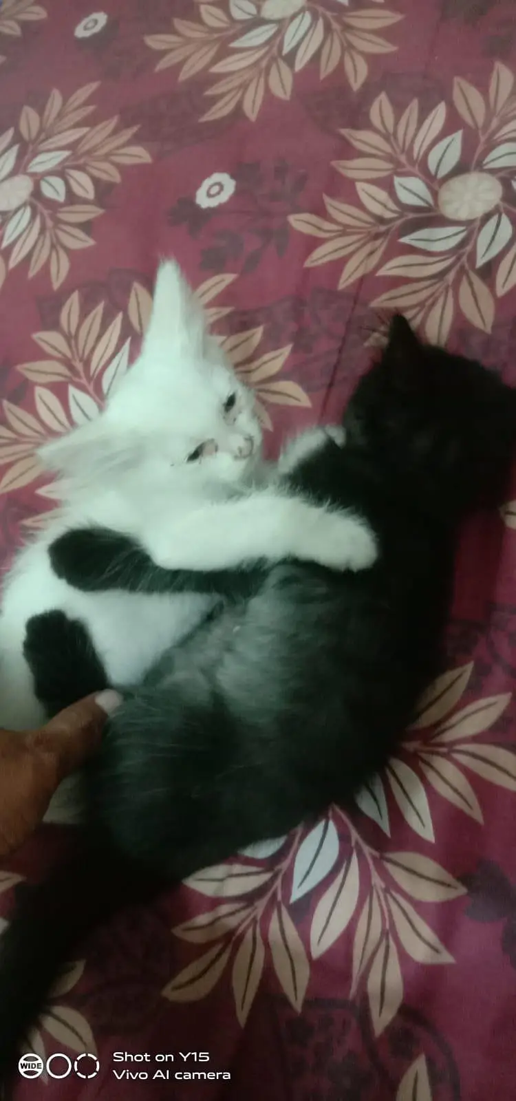 Mother with pair Persian triple coated kitten — photo 9
