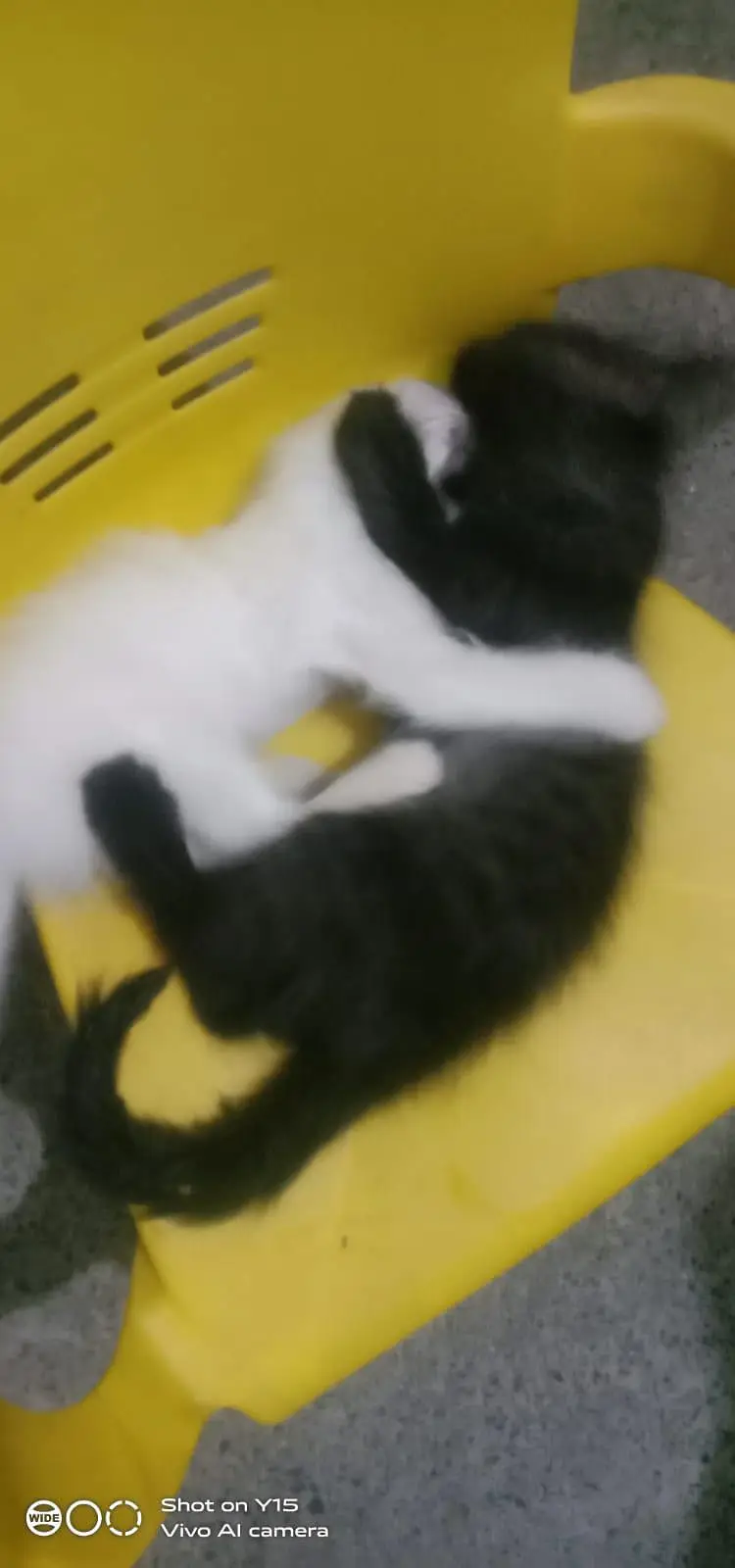 Mother with pair Persian triple coated kitten — photo 10