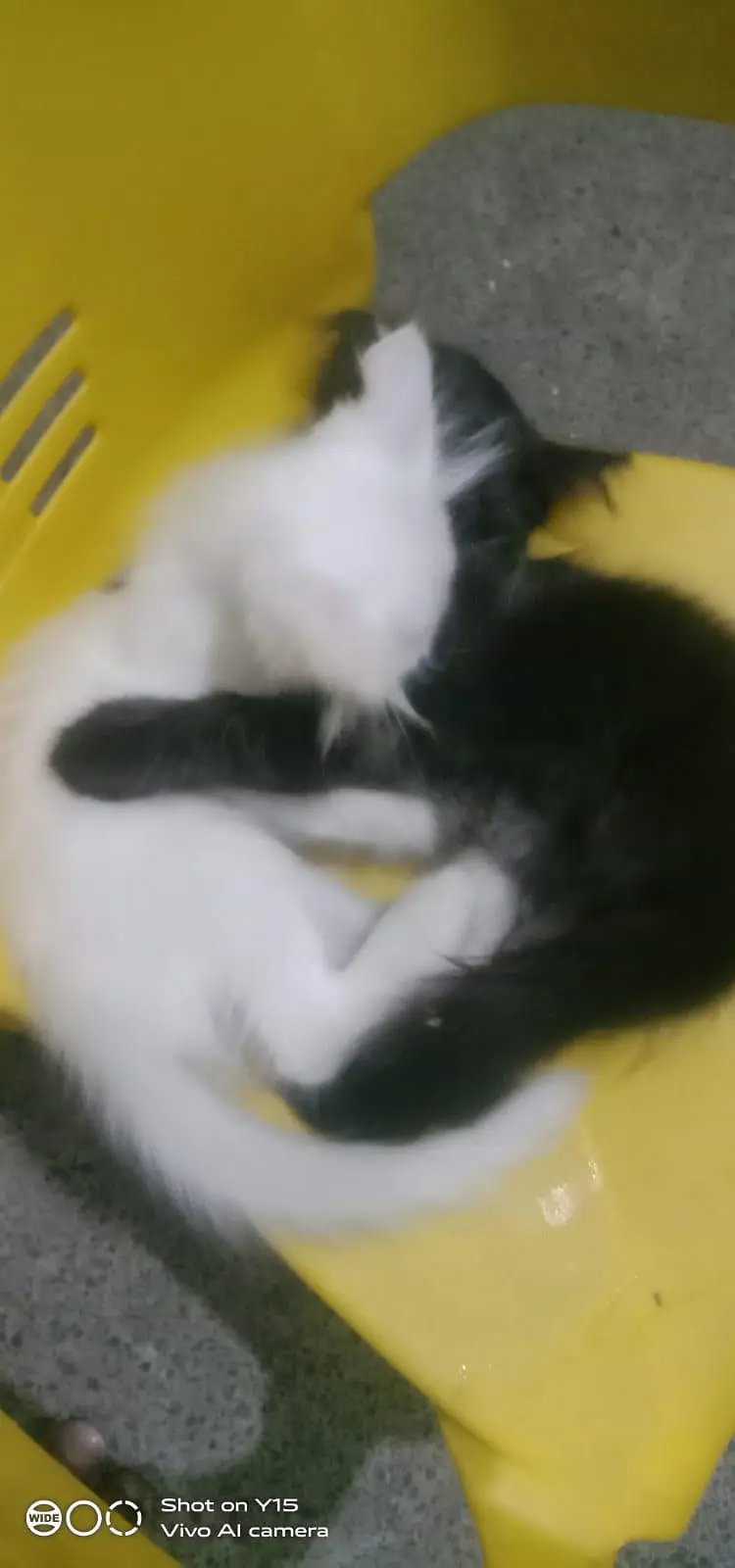 Mother with pair Persian triple coated kitten — photo 11