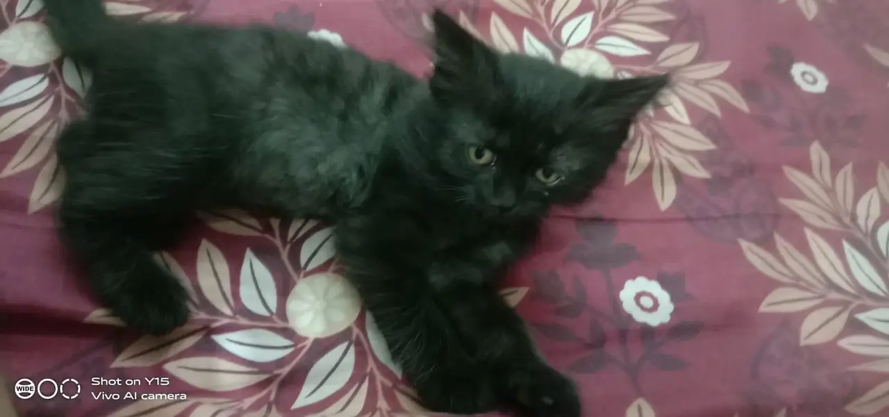 Mother with pair Persian triple coated kitten — photo 12