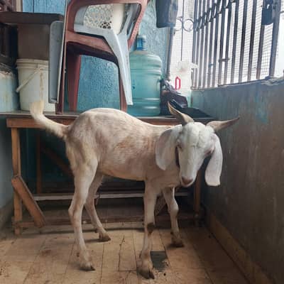 2 bakre h.  1 andu or 1 khassi h for sell