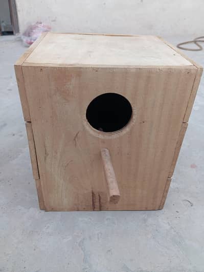 Raw Parrots Box For Sale