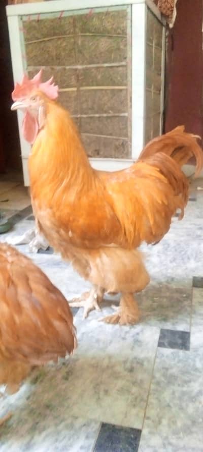 golden heavy buff cochin breeder pair top quality