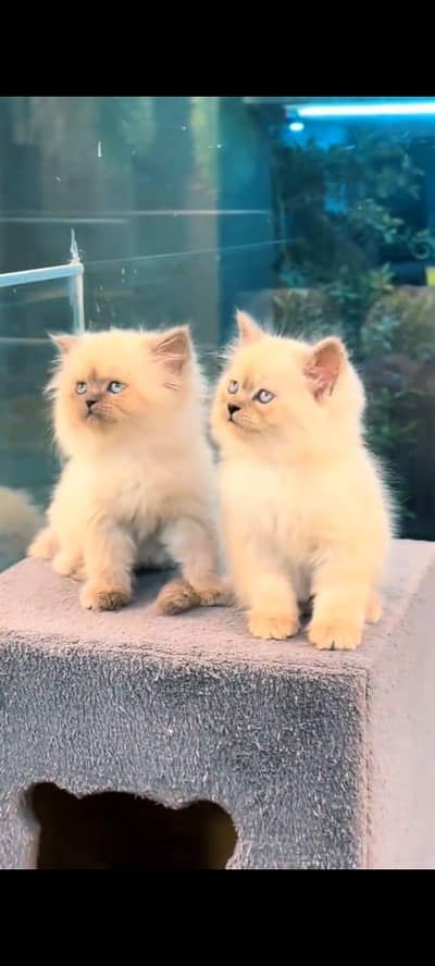 pure Persian cats vaccinated triple coated/WhatsApp 03254583038