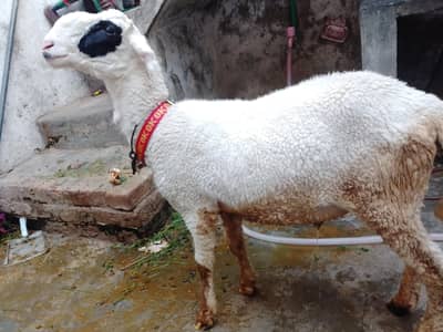 2027 ki qurbani