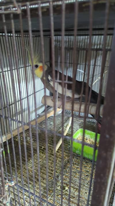 very good and breader male