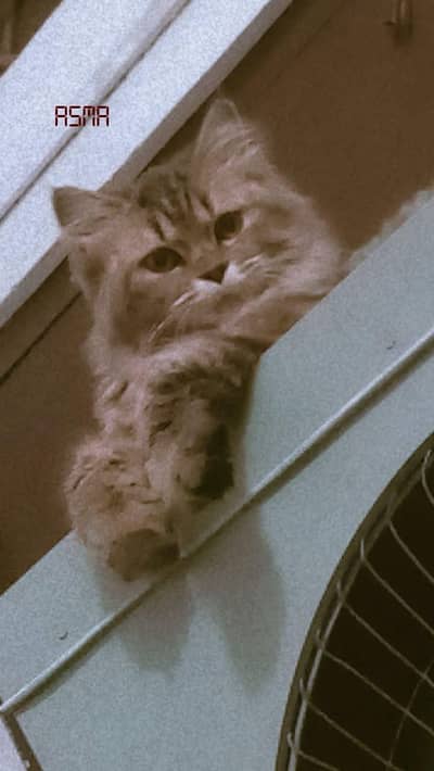 cute Persian female cat