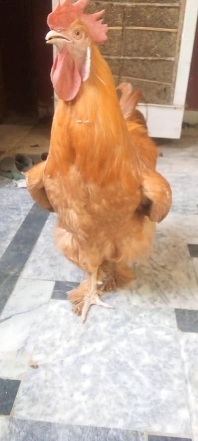 golden heavy buff cochin top quality breeder