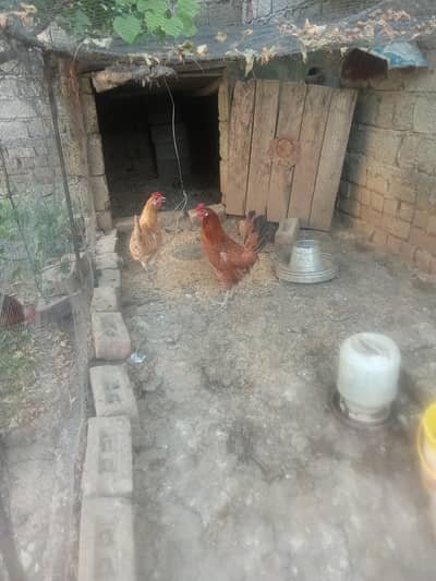 young hens