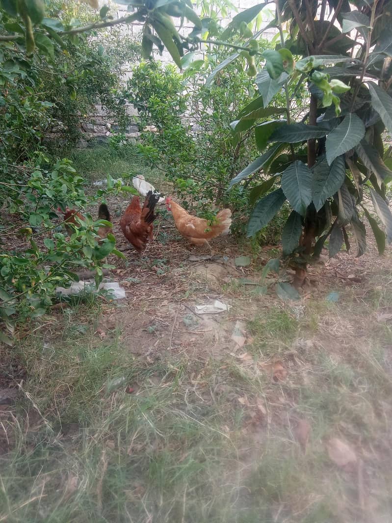 young hens 1