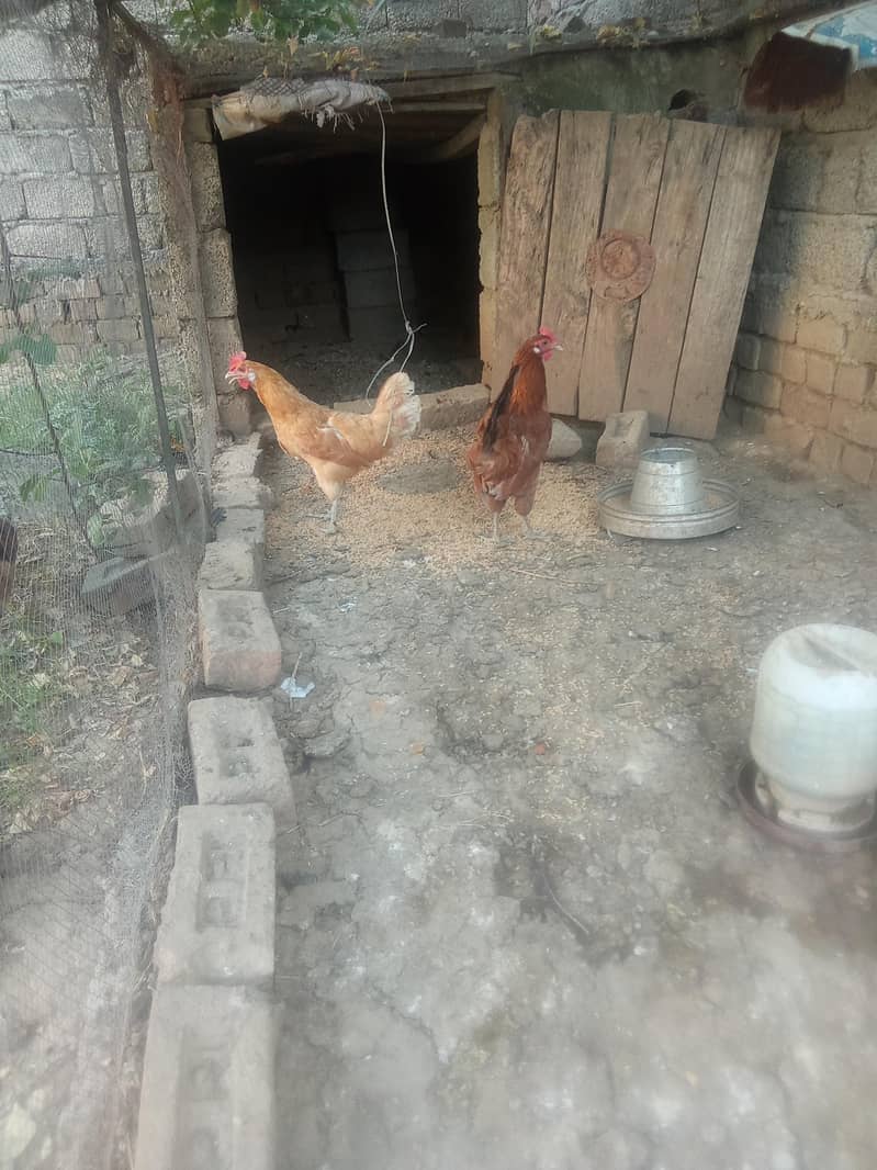 young hens 2