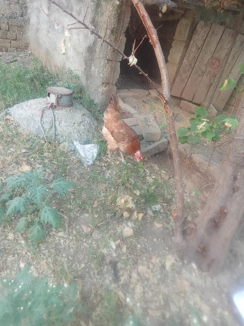 young hens 3