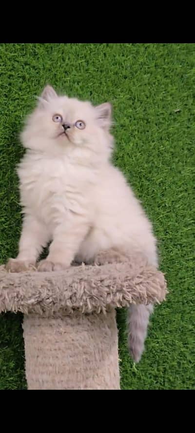Persian cat's vaccinated  healthy active/WhatsApp 03254583038