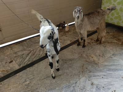 2 Female Goats