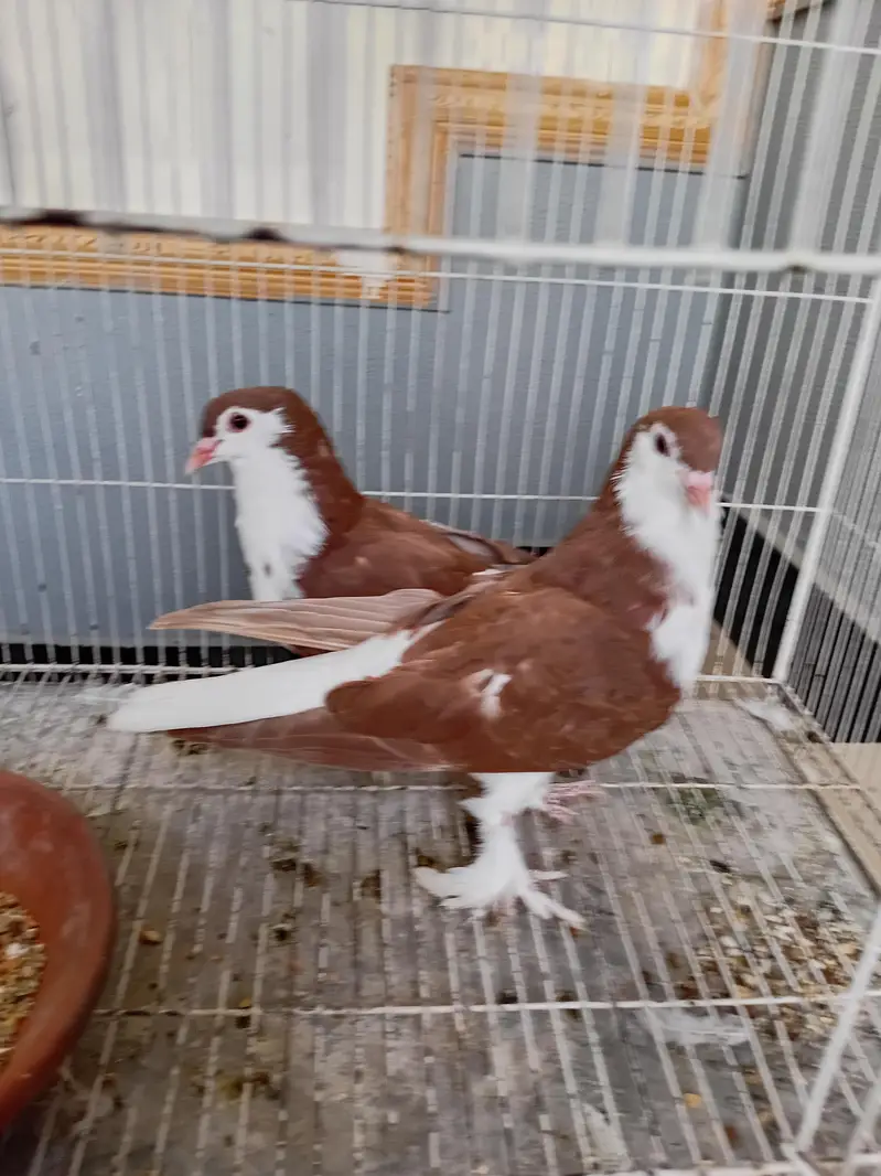 Pigeon sherazi chicks — photo 2