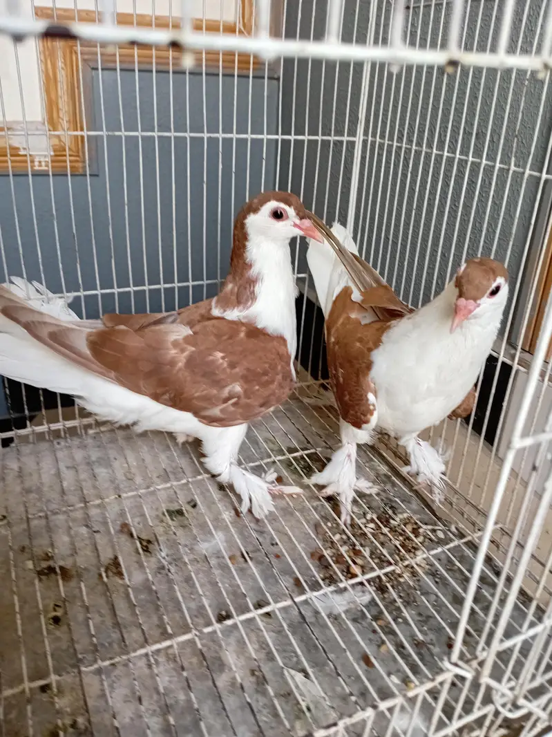 Pigeon sherazi chicks — photo 4