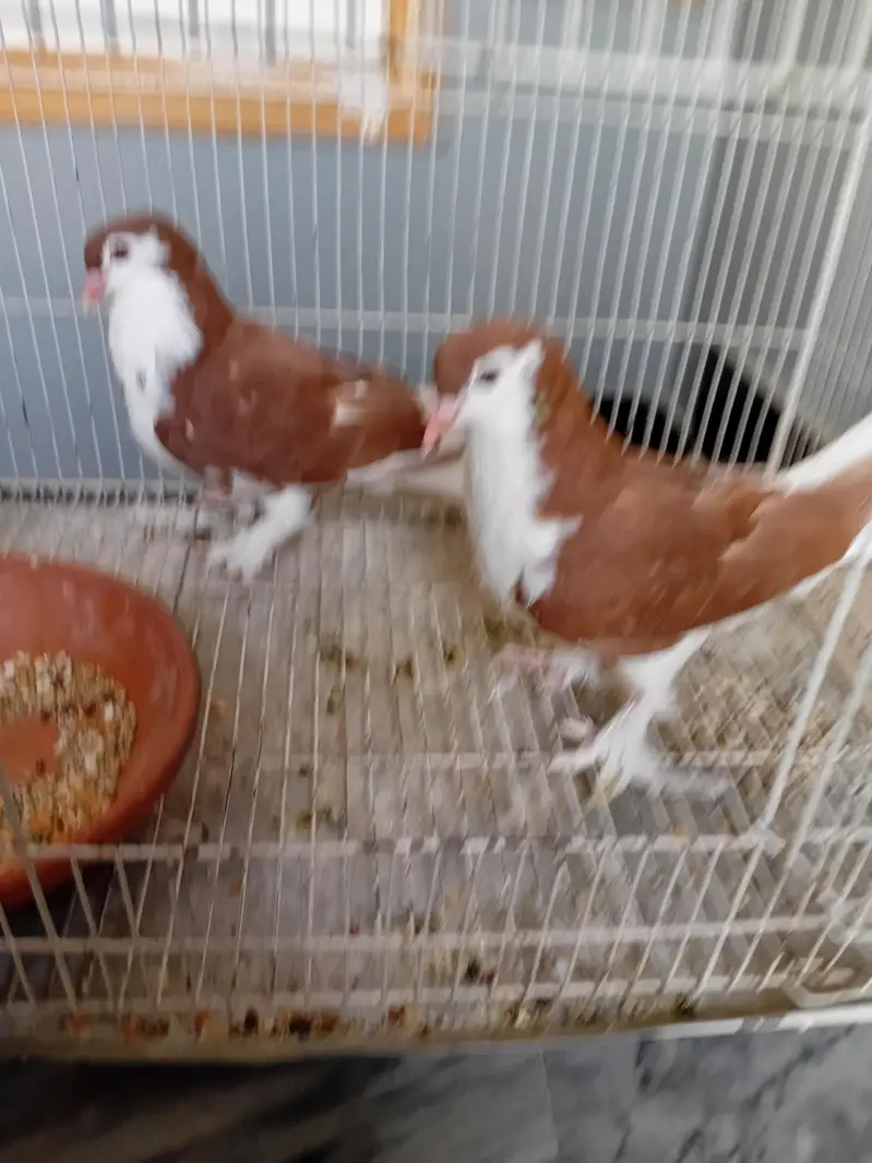 Pigeon sherazi chicks — photo 5