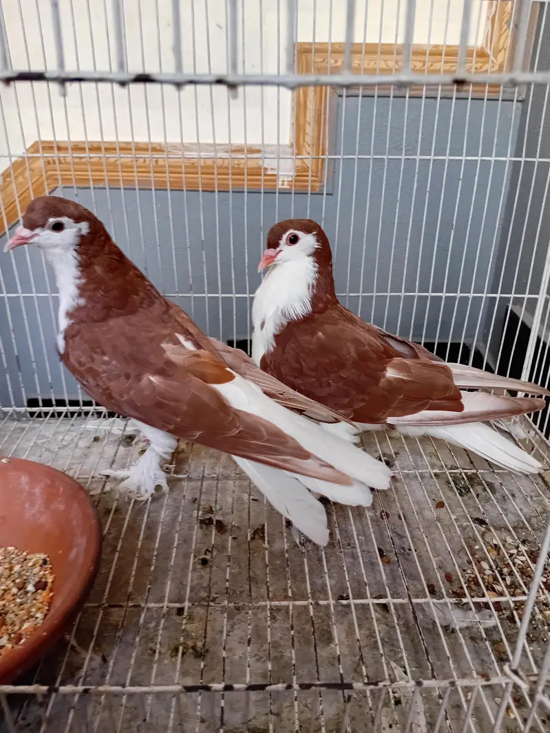 Pigeon sherazi chicks — photo 6