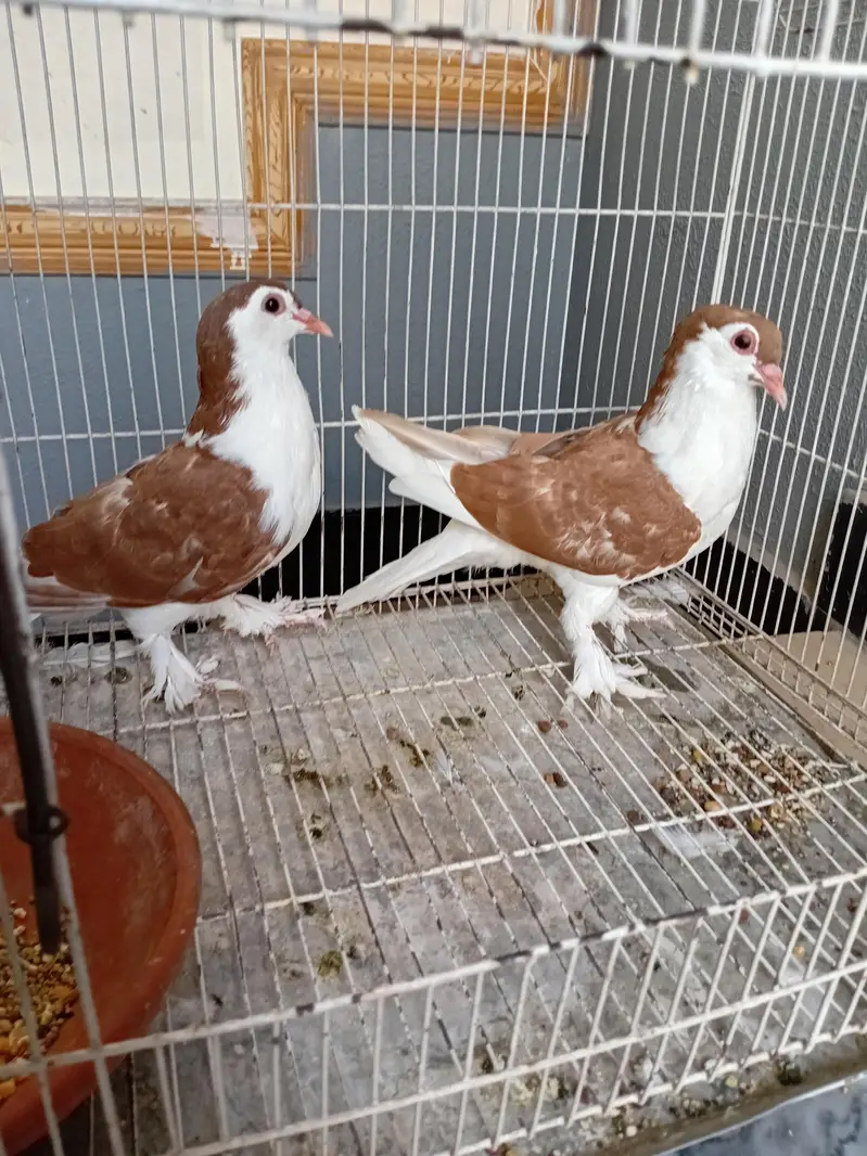 Pigeon sherazi chicks — photo 3