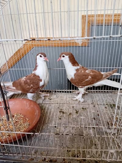 Pigeon sherazi chicks