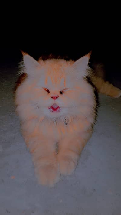 Golden Male Cat persian. . . . . .