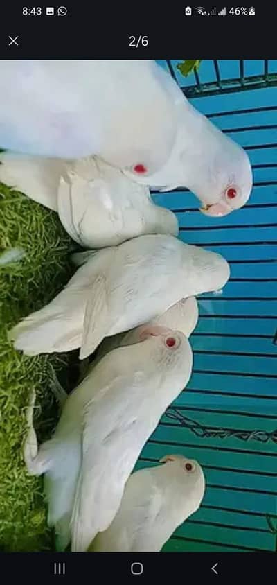 Albino red eyes