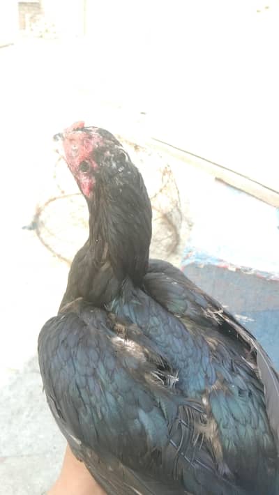 aseel mianwali