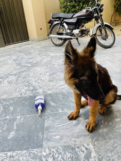 Healthy german shepherd Dog for sale