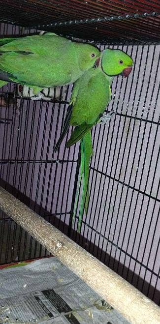 breeder pair