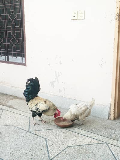 Goldeni desi murga and murgi ande bhi deti hai