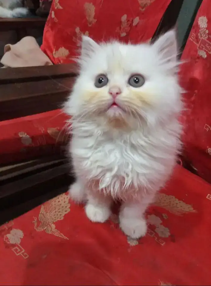 Beautiful Female kittens| Punch face| Triple coat — photo 3