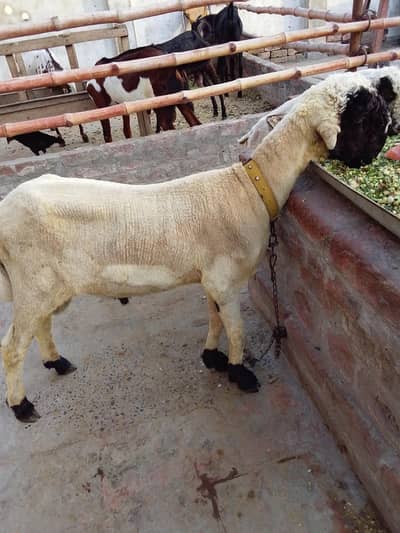 andal bakra