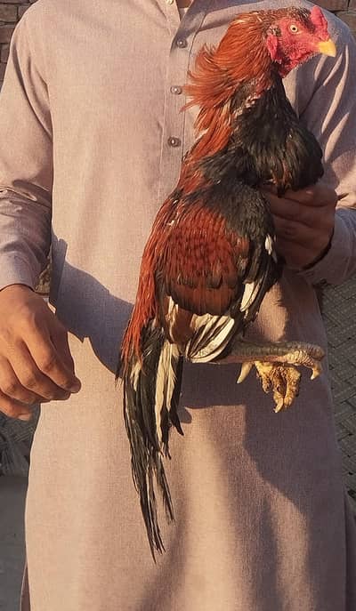 Aseel High Quality 3 month Chicks available Father pics attached