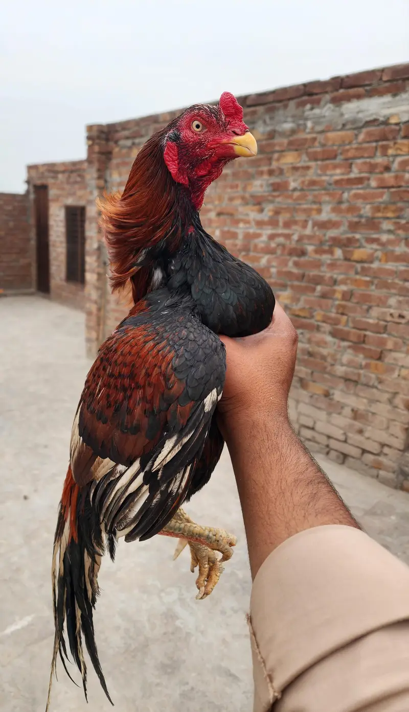 Aseel High Quality 3 month Chicks available Father pics attached — photo 2