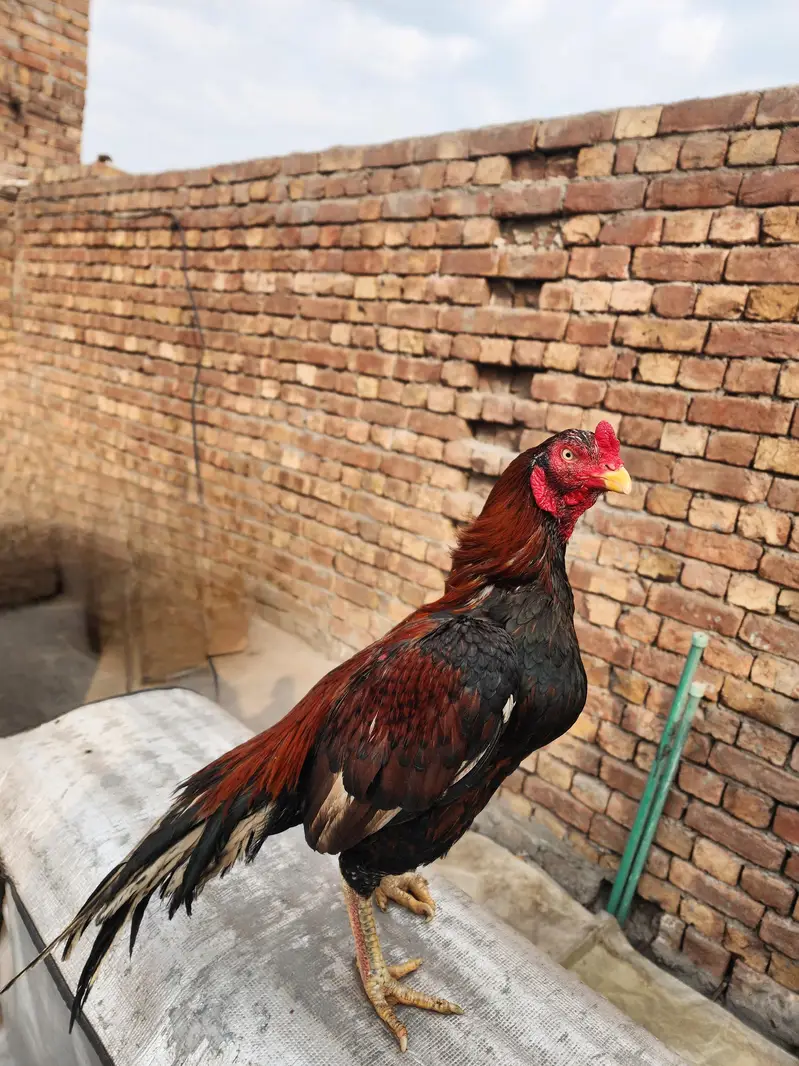 Aseel High Quality 3 month Chicks available Father pics attached — photo 3