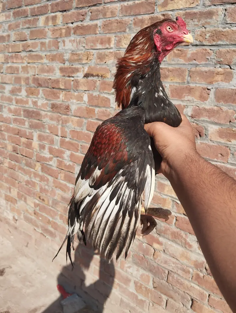 Aseel High Quality 3 month Chicks available Father pics attached — photo 4