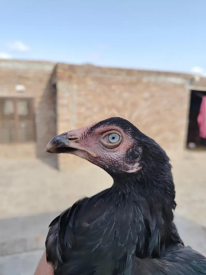 Aseel High Quality 3 month Chicks available Father pics attached — photo 5