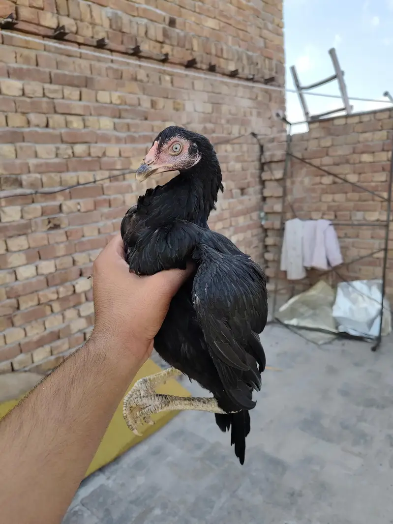 Aseel High Quality 3 month Chicks available Father pics attached — photo 6