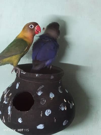 lovebirds for sale