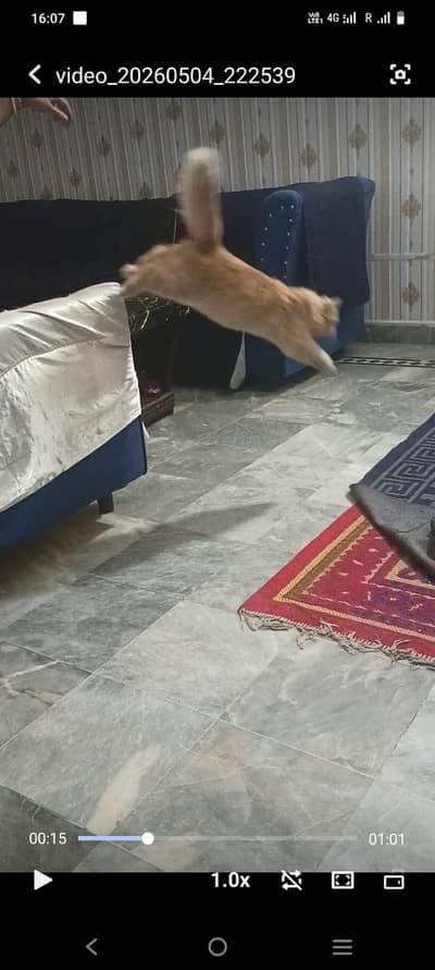 Persian kittens | persian female cat