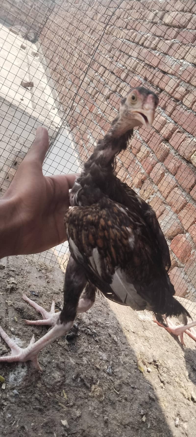 patha or pathi 8