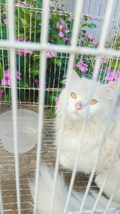 Persian cat male