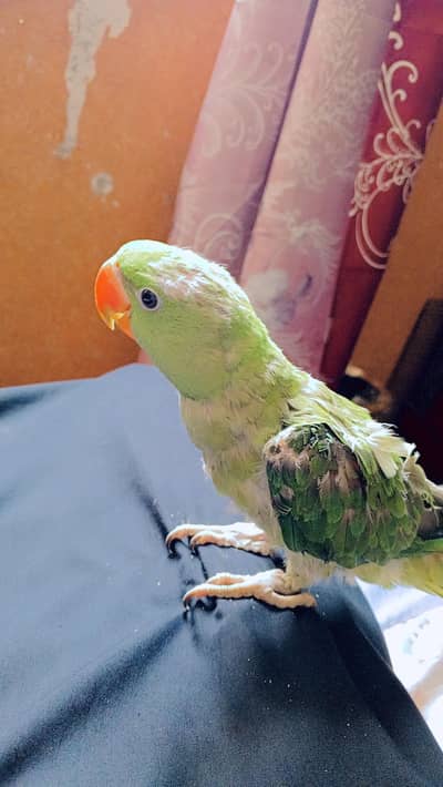 Raw Parrot Jumbo Size
