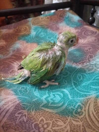 Green parrot chick