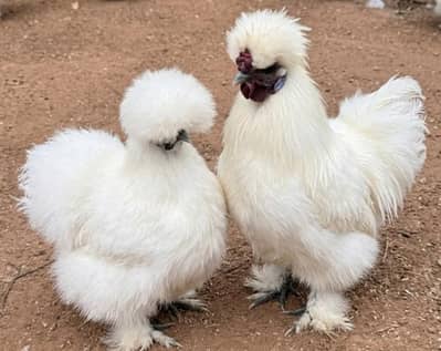White Silkie Hens Pair – Fancy Breed