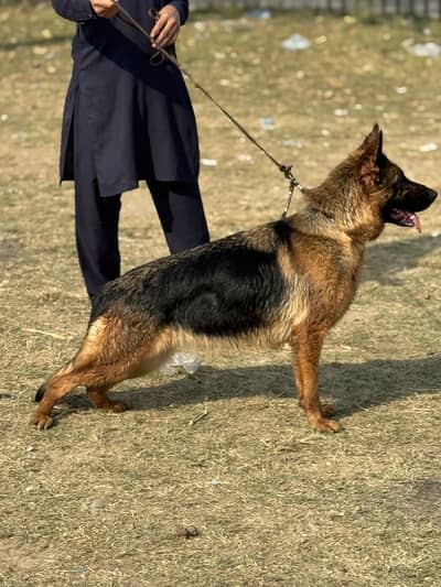 German shepherd female pedigree 03074335535