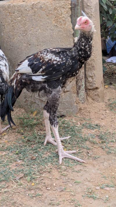 pure aseel pathy, big height,