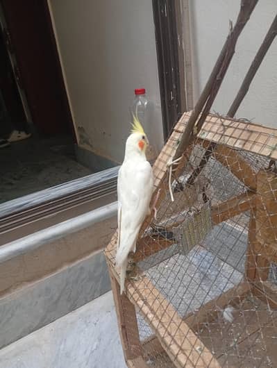 2 cockatiel male semi  hand tame