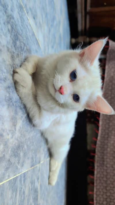 PERCIAN CAT (DOUBLE COAT)