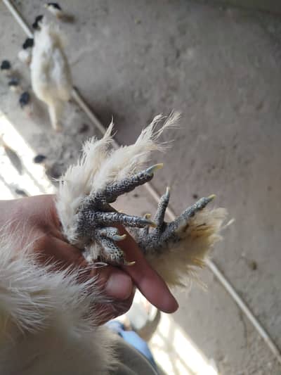 White silky breeder pair blue ears five finger
